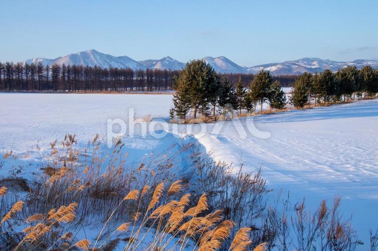 冬の牧場と然別の山々 青空,雪原,草の写真素材
