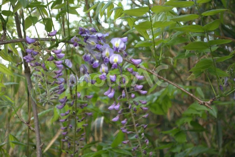 咲き始めた野生の藤の花 藤,花,自然の写真素材