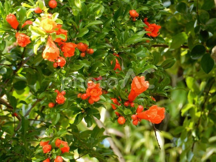 【花の写真】ザクロの花 ザクロ,ざくろ,石榴の写真素材