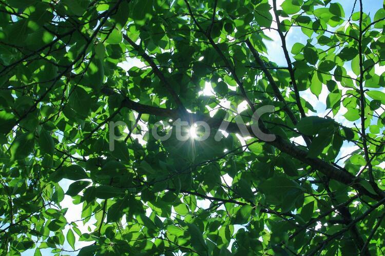 木漏れ日 木漏れ日,ソメイヨシノ,日差しの写真素材