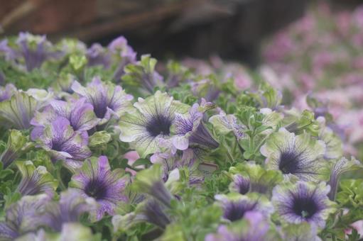 サフィニアの写真