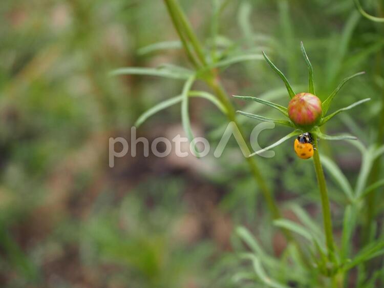 赤い花のツボミにとまるテントウムシ テントウムシ,てんとう虫,天道虫の写真素材