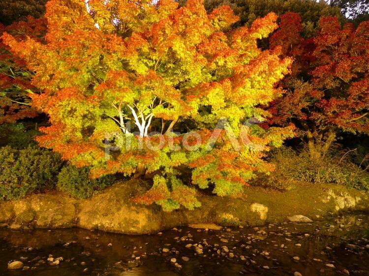 紅葉のライトアップ（栗林公園） 紅葉,もみじ,モミジの写真素材