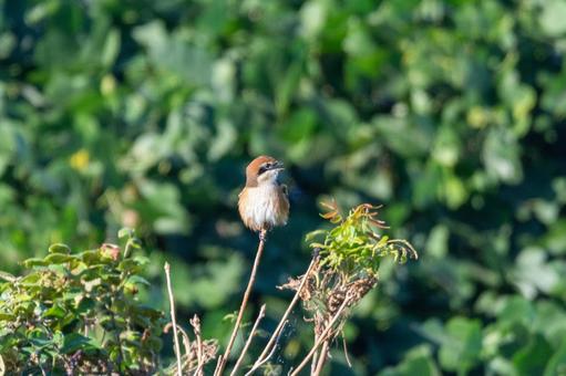 木の枝に佇むモズ モズ,野鳥,鳥の写真素材