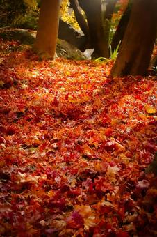 楓のカーペット 秋,もみじ,自然の写真素材