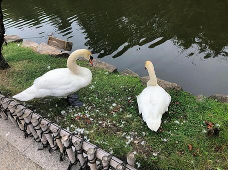 池のほとりで過ごす2羽の白鳥 白鳥,2羽,池の写真素材