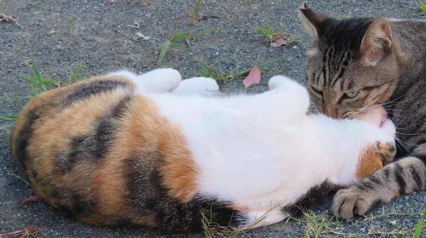 ラブラブでもふもふな三毛猫たちの夕涼み ラブラブでもふもふな三毛猫たちの夕涼み 三毛猫,猫,キジトラの写真素材