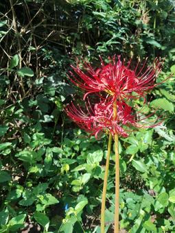 彼岸花e 彼岸花e ヒガンバナ,秋,赤の写真素材