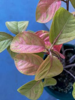 紅葉が始まった柿の葉 紅葉が始まった柿の葉 葉,柿,植物の写真素材