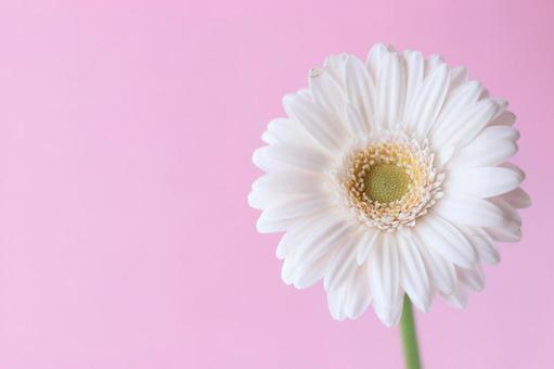 一輪のガーベラの写真