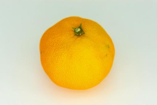 白い背景のフレッシュみかん みかん,蜜柑,柑橘の写真素材