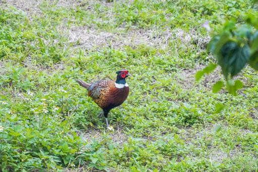 Korean Pheasant, JPG Korean Pheasant, JPG
