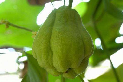 センナリウリ センナリウリ,千成瓜,ハヤトウリの写真素材