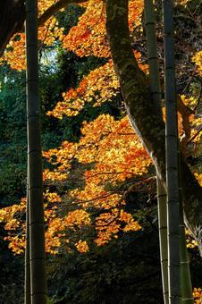 モミジの紅葉⑷ 葉,秋,モミジの写真素材