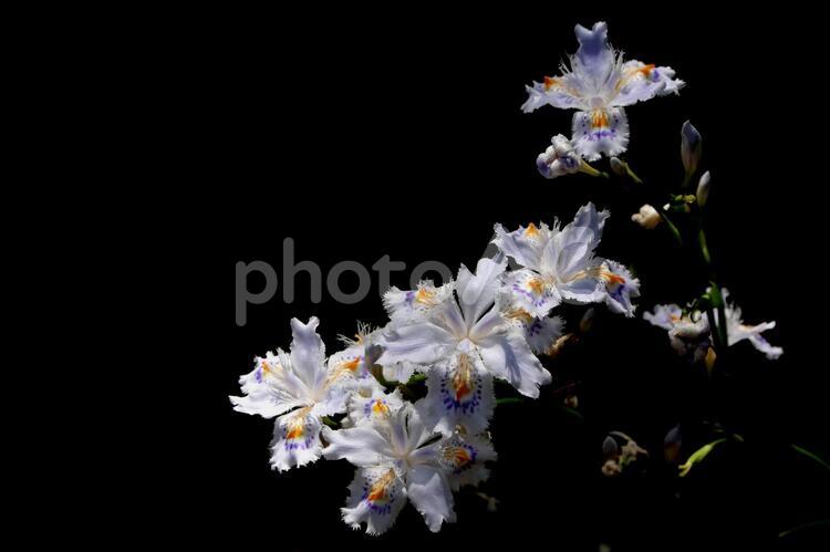 シャガ シャガ,花,植物の写真素材