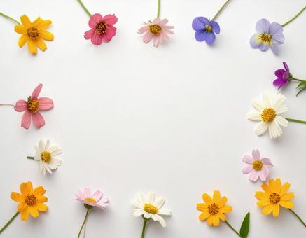 カラフルな花の背景3 カラフルな花の背景3の写真