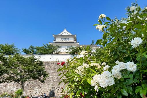 福山駅北口に咲き誇る美しい薔薇と福山城 福山駅北口に咲き誇る美しい薔薇と福山城 福山城,バラ,城郭の写真素材