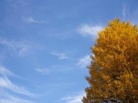 秋の空と紅葉したイチョウの木 銀杏 秋の空と紅葉したイチョウの木 銀杏の写真