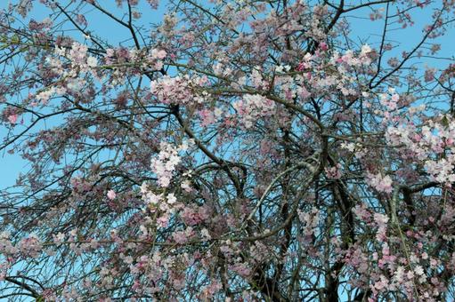 春の花桜の写真