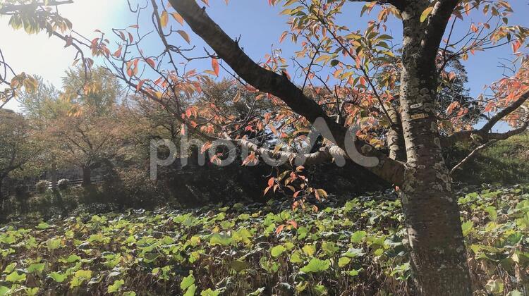 秋の木 木,葉,風景の写真素材