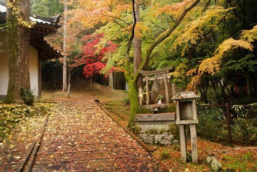 今熊野観音の紅葉 11月,秋,紅葉の写真素材