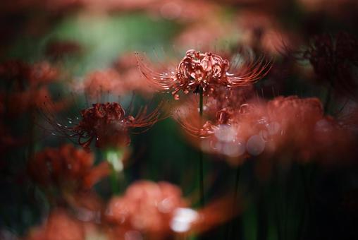 彼岸花 彼岸花の写真