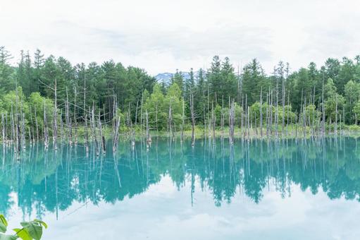 日本の北海道にある青い池 日本の北海道にある青い池 青い池,日本,北海道の写真素材