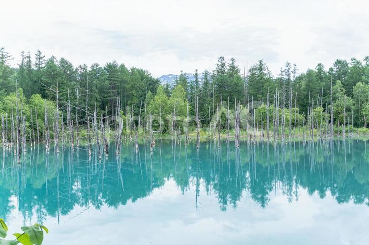 日本の北海道にある青い池 青い池,日本,北海道の写真素材