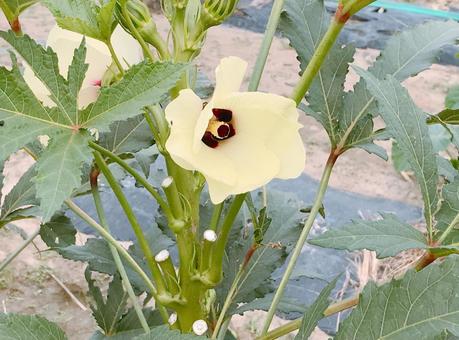 オクラの花 オクラの花の写真