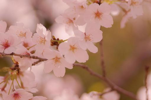 桜の花 桜の花の写真