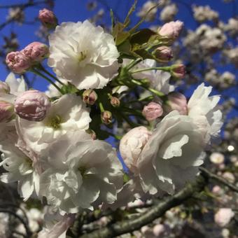 White flower, flower, spring, white, JPG