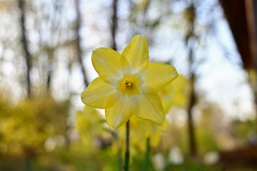 Photo, flower, yellow flowers, landscape, 