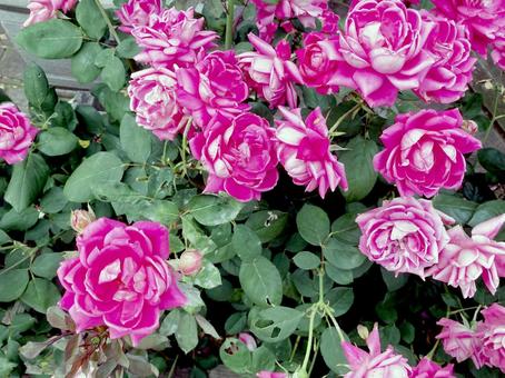 バラ バラ バラ,ローズ,花びらの写真素材
