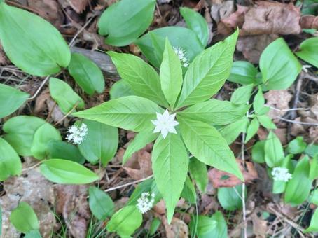 Photo, flower, white, lysimachia, 