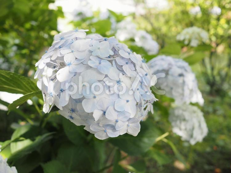 紫陽花 紫陽花,あじさい,アジサイの写真素材