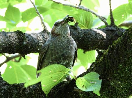 餌を咥えるヒヨドリ 餌を咥えるヒヨドリの写真