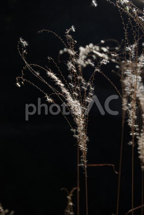 明治神宮で見えるススキ ススキ,秋,穂の写真素材