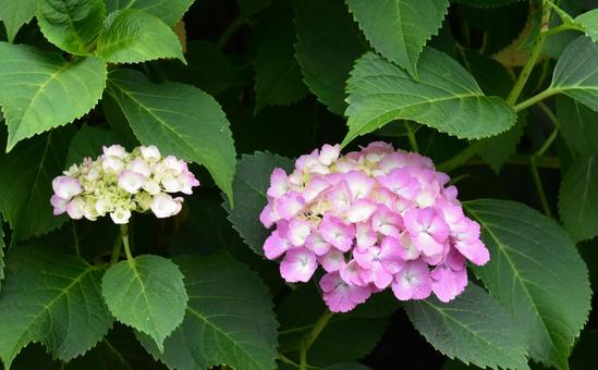 Photo, hydrangea, june, asukayama, 