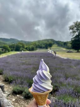 ラベンダーソフト♪ ラベンダーソフト♪の写真