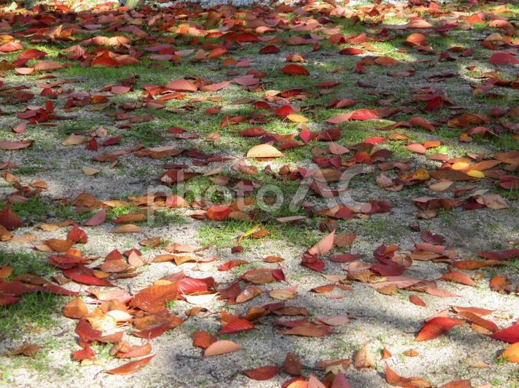 背景　紅葉した落ち葉の地面 秋,紅葉,背景の写真素材