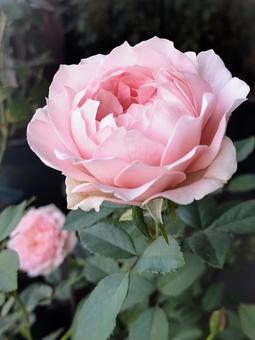 ベランダのバラ・ローブデコルテの写真