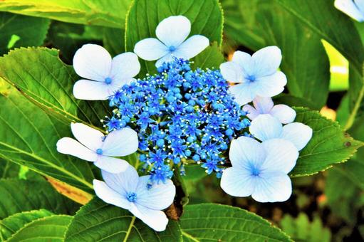 水色の花 水色の花の写真