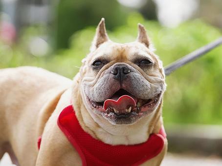 お散歩中のフレンチブルドッグ お散歩中のフレンチブルドッグ 犬,フレンチブルドッグ,フレブルの写真素材
