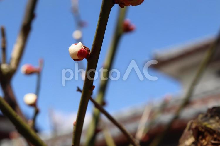 梅の花　白梅　蕾 梅,白梅,蕾の写真素材