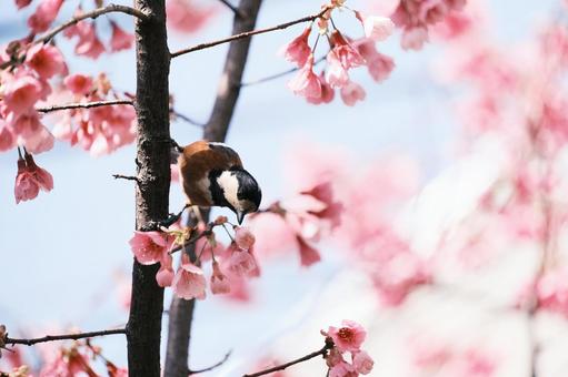桜とヤマガラ 桜とヤマガラの写真