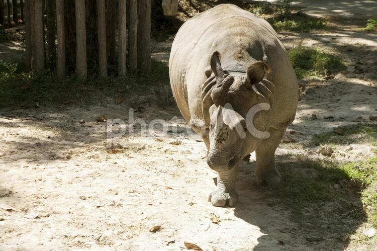 タイ　動物園のサイ2 サイ,動物,外国の写真素材