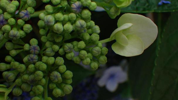 紫陽花のクローズアップ 紫陽花のクローズアップの写真