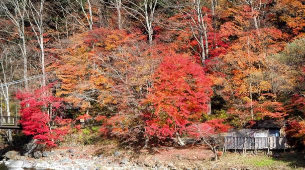 秋の塩原温泉郷・紅の吊橋の楓・那須塩原市 秋の塩原温泉郷・紅の吊橋の楓・那須塩原市 秋,塩原温泉郷,紅葉の写真素材