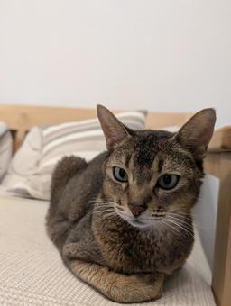 アビシニアンの香箱座り アビシニアンの香箱座りの写真