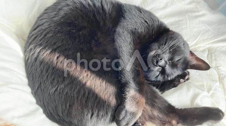 丸まってお昼寝する黒猫 ねこ,リラックス,ペットの写真素材